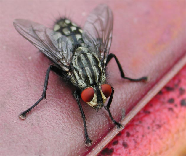 A fly with red eyes on a reddish
      background. The fly's body colouring is like a chess white-black
      squares. The fly's legs are hairy and have hoofs.