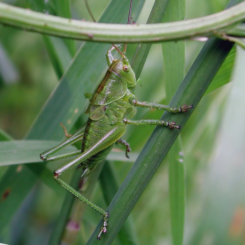 Green grasshopper at green
      grass