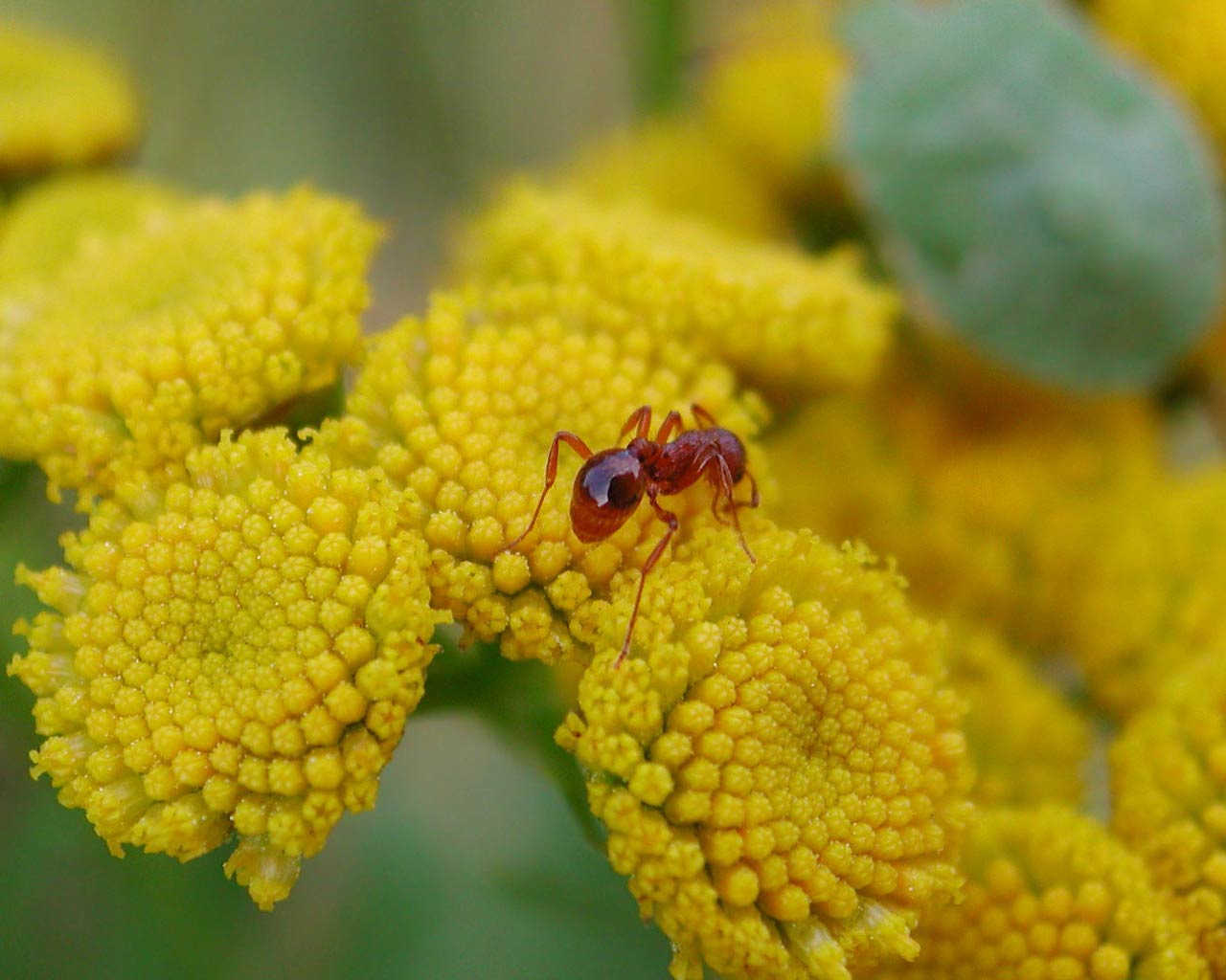 The ant on a camomile flower is
      glossy clear and diffident.
