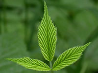 Молодой зелёный листок