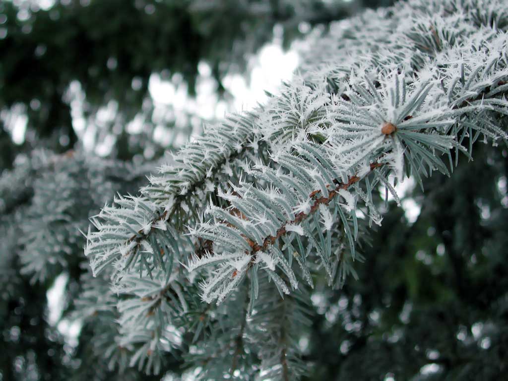 A branchlet of conifer tree. Needles
      are covered by white crisals of hoary frost.