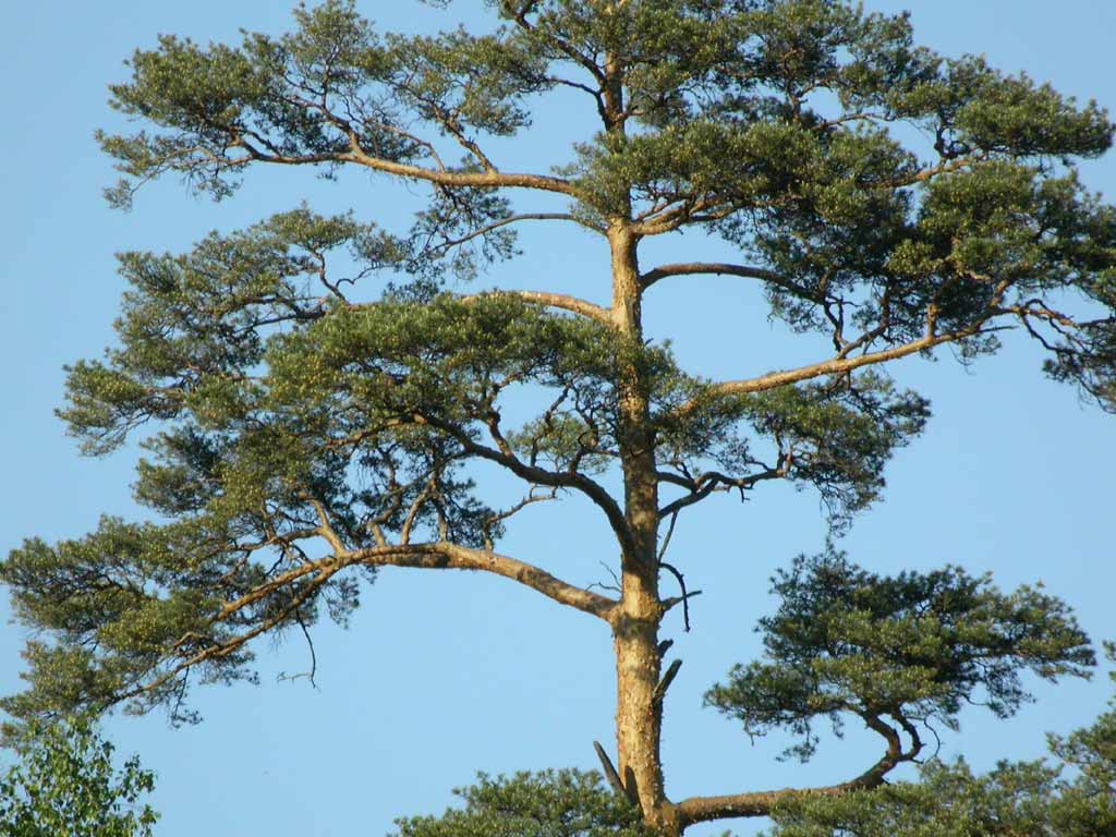 On the photo a high, vast pine
      tree displays its branches on the background of blue sky.