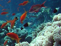 Стая оранжевых рыбок над кораллом