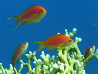 На голубом фоне оранжевый
      коралл и красные рыбки