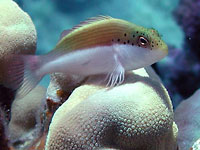 Крапчатый кудрепер
      на верхушке коралла поджидает мелкую добычу.