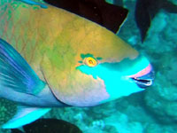 Пёстрая рыба
      ржаво зелёного цвета с крепким клювом