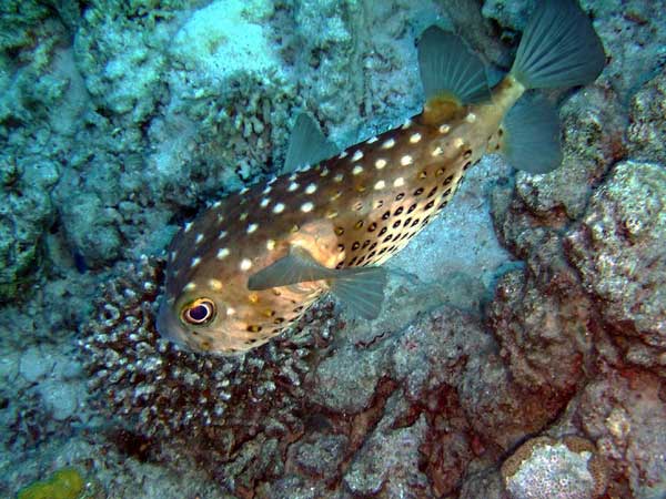 Рыба-ёж с колючками и большими
      глазами на фоне кораллов