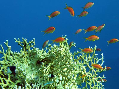 На голубом фоне оранжевый
      коралл и красные рыбки