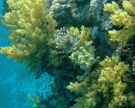 Коралловая гора на фоне глубины
      моря. Среди зарослей мягких кораллов прячется коричнево-полосатая
      крылатка.