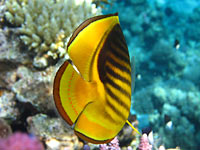 Рыба с жёлто-черными
      диагональными полосами. На хвосте ряд оранжевых точек, темная
      и прозрачная кромка.