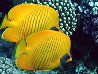 Две
      жёлтые рыбы-бабочки с тёмно синими масками