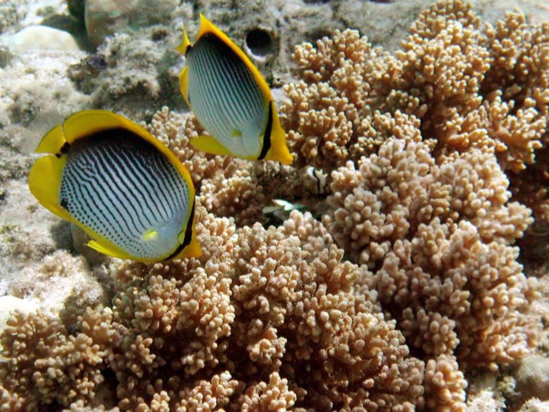 Yellow fins, black triangular side stripes on the white
    body. A vertical black stripe on the eyes.