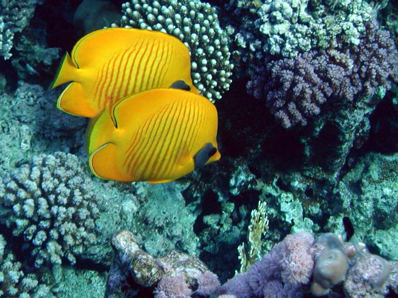 Two yellow butterflyfish with dark-blue mask on eyes and
    fade vertical strips on the sides