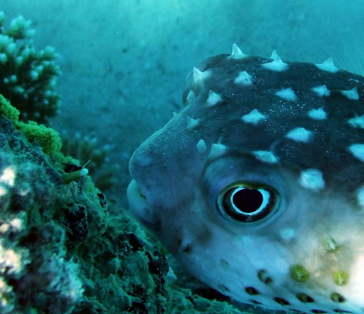 A burrfish - big eyes, many thorns