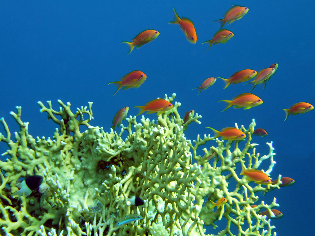 Огненный
    коралл. Над ним на голубом фоне стая оранжевых рыбок.