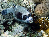 На фоне кораллов серая толстая рыбка с чёрными плавниками, чёрными пятнами, и чёрной маской.