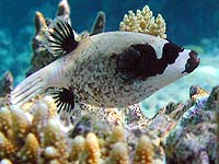 Серая толстая рыбка с чёрными
      пятнами 'Маскированный аротрон' над кораллами