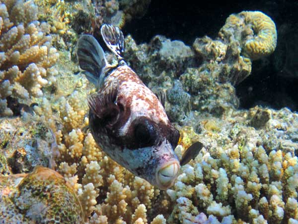 На фоне кораллов серая толстая
      рыбка с чёрными плавниками, чёрными пятнами, и чёрной маской.
      