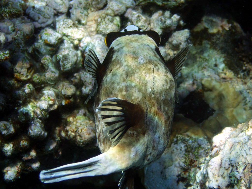 A grey fat
    fish with black fins, black spots, black mask. View of its tail.