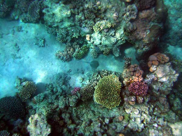 Скат на песке между кораллами. Что
      вы видите не погружаясь.