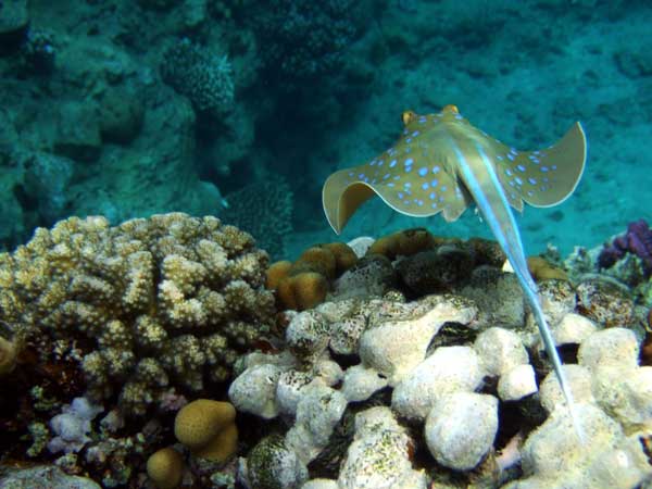 Скат с голубыми пятнышками
      выше коралла уплывает от фотографа