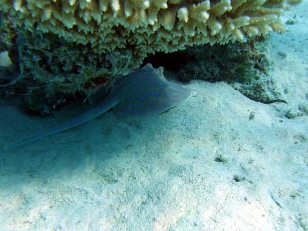 Скат с голубыми пятнышками
      прячется в глубине под кораллом