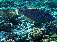 a long slim fish with
      blue and black dots on its sides