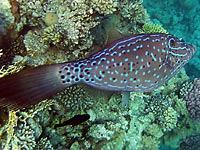 Длинная плоская рыба с голубыми
      и чёрными точками 