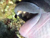 Крепкие зубы спинорога Balistoides
      viridescens