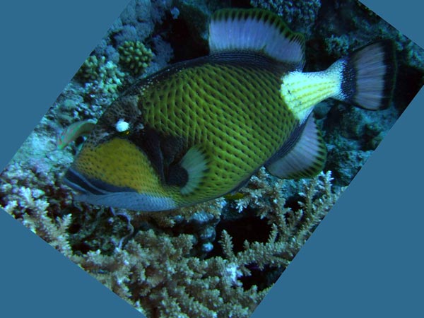 Красноморский Синепёрый балистод
      с крупной как сетка чешуей над каменистым рогатым кораллом