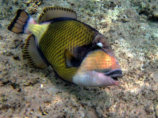 Красноморский Синепёрый балистод
      с крупной как сетка чешуей на фоне кораллов