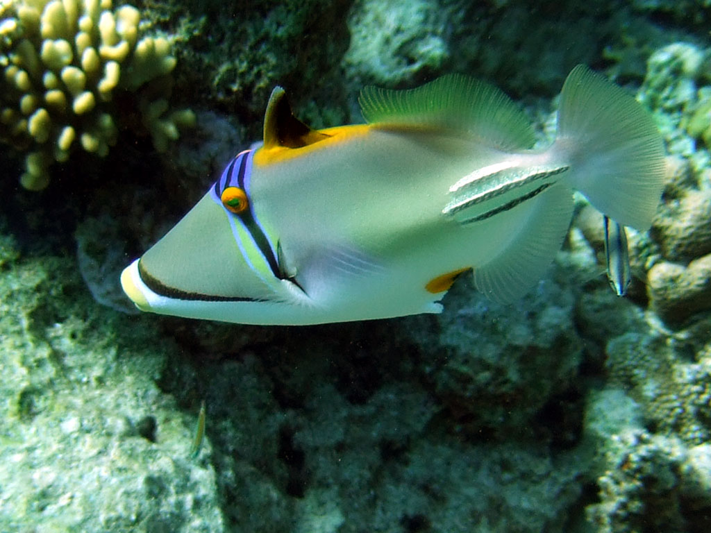 A Redsea Rhinecanthus Picasso with an open dorsal trigger
    fin