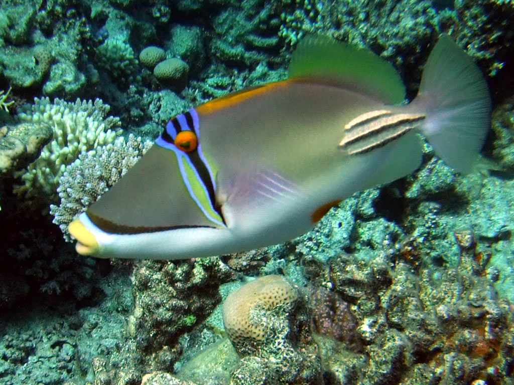 A fish with a yellow mouth, big orange eyes, a vertical
    black wedge at eyes.