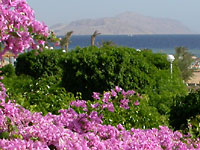 Розовые
      цветы в отеле Конрад (Coral Sea Sensatori Resort)