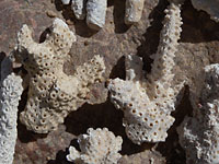 белые
      окаменевшие кораллы, иглы морских ежей, ракушки.