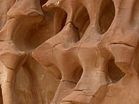 Объёмные отпечатки древних
      кораллов в песчаной горе на Синайском полуострове