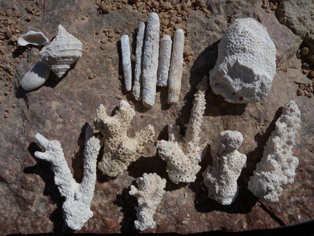 Фрагменты древних кораллов,
      ракушки, иглы морских ежей