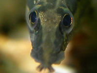Портрет аквариумной
      рыбки Мастоцембел