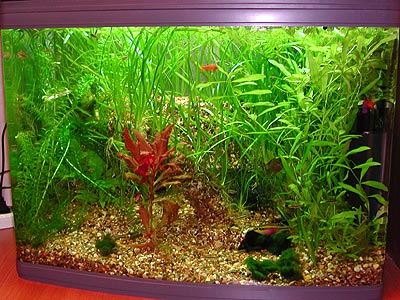 Заросший аквариум. На переднем плане красное растение.