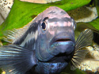 Чёрно-бело-синяя рыба смотрит на
      вас