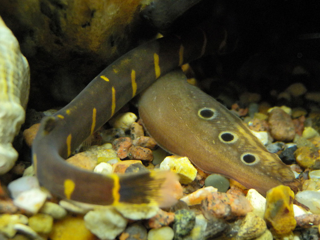 Spotted tail of macrognatus and
      tail of a loach