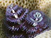 Фиолетовый
      коралловый червь - Спиробранхус (Spirobranchus giganteus)