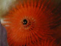Оранжевый
      коралловый червь
