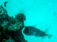 Рыба ёж прячется в
      тени коралла