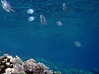 Вид голубого неба из
      глубины моря. Рыбки на фоне неба.