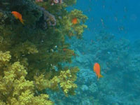 Коралловая гора на фоне глубины
      моря
