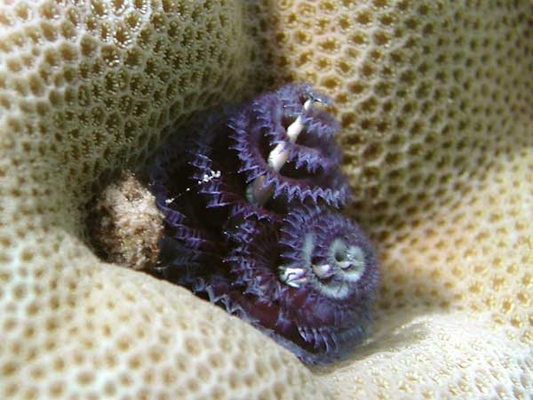 Синий коралловый
      червь в ямке коралла