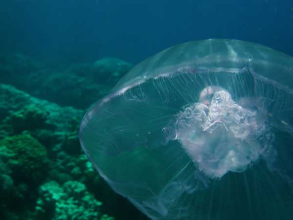 Макро фотография маленькой прозрачной медузы