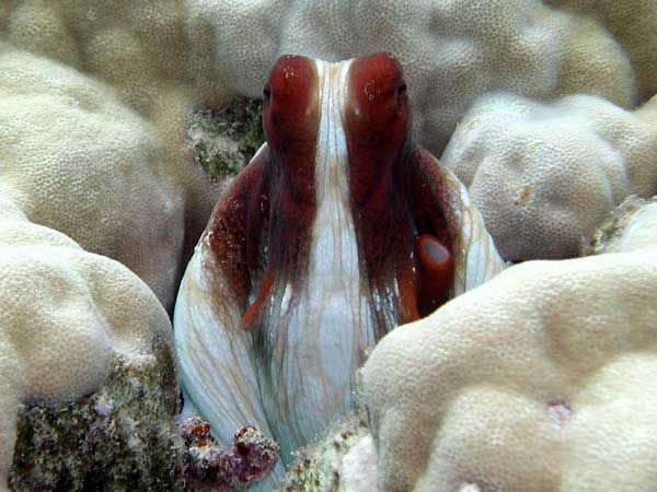 Молодой осьминог выглядывает
      из норы в белом коралле. 