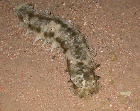Ночное фото со вспышкой.
      На фото морской огурец (голотурия) на небольшой глубине у берега.